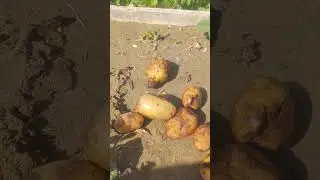 Harvesting Fresh🥔Potato Growing .#agriculture  #shorts #gardening #organic #garden #organicfarming