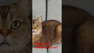 The Truth About a Cat&rsquo;s Lifespan | Indoor vs Outdoor Cats #viralvideo #reels #shorts