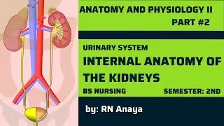 Internal Anatomy of the Kidneys || Anatomy and Physiology-2||Cha-2,Part-2| KMU l lectures with MCQS.
