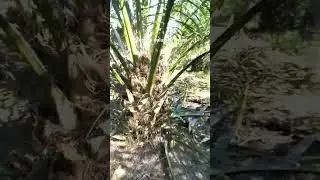 MANFAAT PEMANGKASAN PELEPAH, BATANG KELIHATAN RAPI