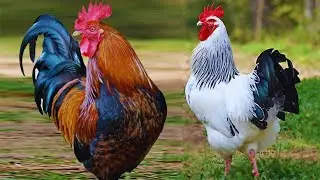 The Sound of the Rooster Crowing - Rooster Crowing - Rooster Sound - Rooster Crowing at Dawn