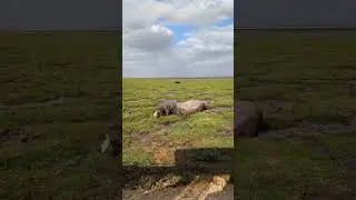 Hippopotamus aggressive feeding. #amboseli #hippo #nature #biganimals #safari #conservation