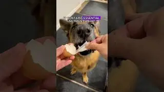 🛑Stop throwing away eggshells #shorts #dog #dogs #germanshepherd