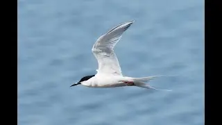 Roseate Tern, Welney WWT, Norfolk, 17/4/25