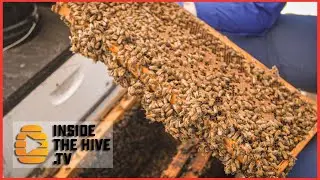 Лучшая протеиновая котлета для медоносных пчел? Рецепт домашнего пива.