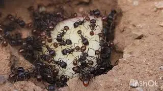 Harvester ants eating apple 