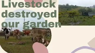 Homesteading fail😭😭 livestock destroyed my garden