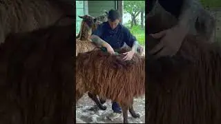 Urine Soaked Mats Have To Come Off