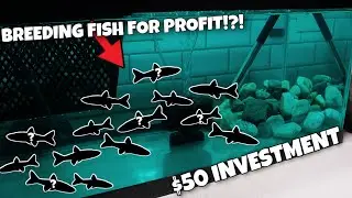 DIY Fish Breeding Tank For Profit (SUPER CHEAP)