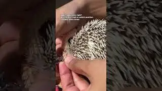 Hedgehog GROOMING (after bath routine) 🦔💅🏼