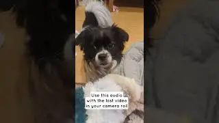Use this audio with the last video in your camera  #dog #shihtzu #jackrussell