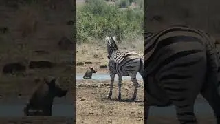Hyena Tactics: Thirsty Standoff at the Waterhole #krugersightings  #wildafrica #krugerpark #safari