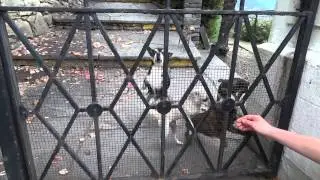 Wildes Hundebellen und Jaulen. Kleine Hunde bellen durcheinander. Sehr komisch und laut.