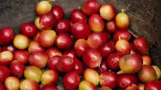 Caf&eacute; Canelo, vitrina de caf&eacute;s especiales del Occidente