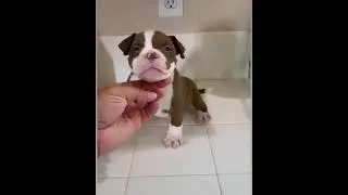 MICRO EXOTIC BULLY PUPPIES DIZZY DEVIL X JEALOUSY (TAZ DAUGHTER )