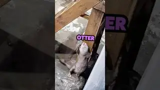 Otter On The Dance Floor!