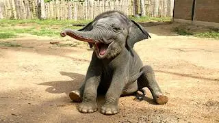 Baby Elephant Wanted Play, But Grandma Said No | Rare Wildlife Moments