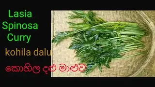 Lasia Spinosa Curry With Savi Kitchen 🇱🇰 Style traditional (kohila curry )