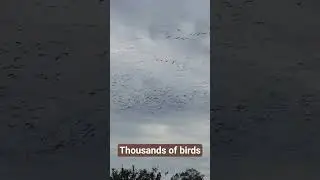 USA #19 - Migration season #birds #migration #freeway #roadtrip #usa #short #shorts #immigration