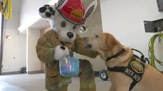 Happy Easter from OCFA's Accelerant Detection K9, Freedom!