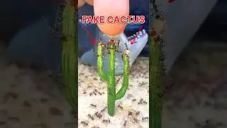 I GAVE my ANTS a FAKE CACTUS!!
