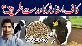 Calf growth ke liye ye galti mat karo