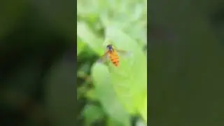 marmalade hoverfly #insects #hoverfly #shorts #wildlife