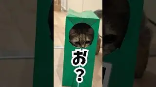 【セリラテ】袋のやつ、作ってみたら、、、w #かんあきチャンネル