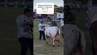 Faz uma base quantos litros de leite essa vaca dar por dia ❓❓😳🤠 #pecuarista #gado #fazenda