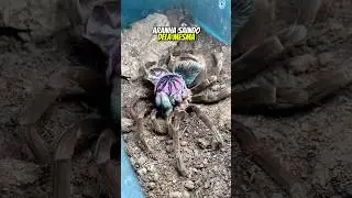 UMA ARANHA SAINDO DE DENTRO DELA MESMA? IA OU REAL? | wildboppre #shorts