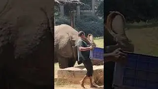 Giant Rhino Eating Food and Drinking Water. #shorts #rhino #rhinoceros #animalhillock