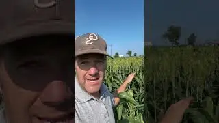 Till v. No Till Sorghum