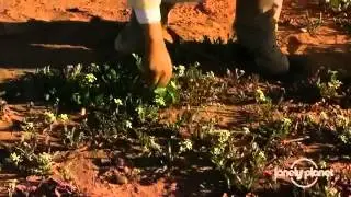 Desert Camel trekking in Morocco