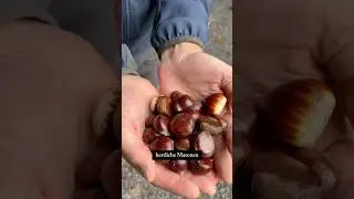 Throwbacks der Saison: Maronen 🌰❤️