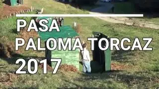 Pasa de la paloma torcaz en Navarra - 2017