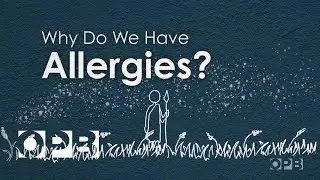 Why Do We Have Allergies?