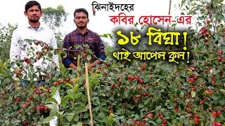 ঝিনাইদহের কবির হোসেন এর ১৮ বিঘা থাই আপেল কুল | উদ্যোক্তার খোঁজে