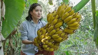 Harvest Fresh Banana & Make Fried Crispy Banana and Dessert in my Village
