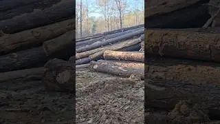 Saw Logs And More‼️ #trending #logger #shortpants #logging #nature #loggerlife #tree #Logs #viral