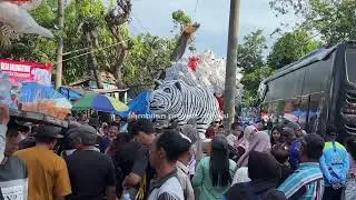 Mebeludak cfd macan viral