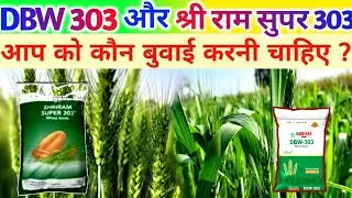 श्री राम सुपर 303 और DBW303  कौन सी करें बुवाई पैदावार किससे अधिक मिलेगी।