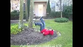 Cellular Respiration Rap. Watch while you make ATP!