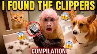 Pets Found Hair Clippers and Shaved Themselves - Funniest Reactions | Compilation 2025 Sora