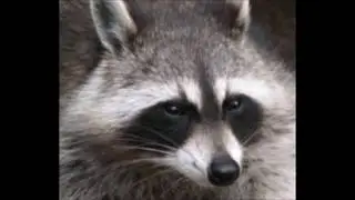 Washbear