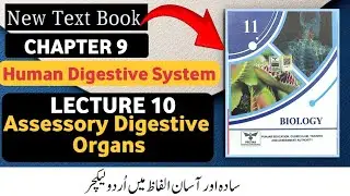 Class 11 Biology New Book 2025 | Chapter 9 Human Digestive System | Accessory Digestive Organs