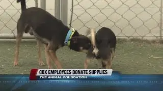 Cox Las Vegas presents hundreds of pet items to benefit The Animal Foundation