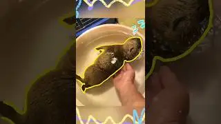 How long a baby Bara needs to sleep? [Read Description] #capybara #masbro #capivara