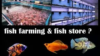 OPENING AN ORNAMENTAL FISH STORE IN JAMAICA  | FISH BREEDING IS MY NICHE