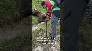 Urs mort in Bucegi #mountains #bear