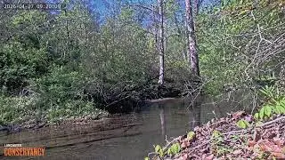 Streaming Stream at Climbers Run